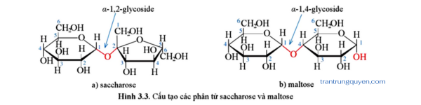 hình 3.3. Cấu tạo các phân tử saccharose và maltose